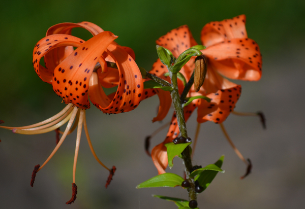 Sonntagsbild 29. Juli 2018