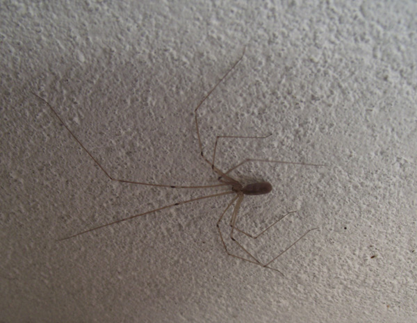 Spinne im Haus