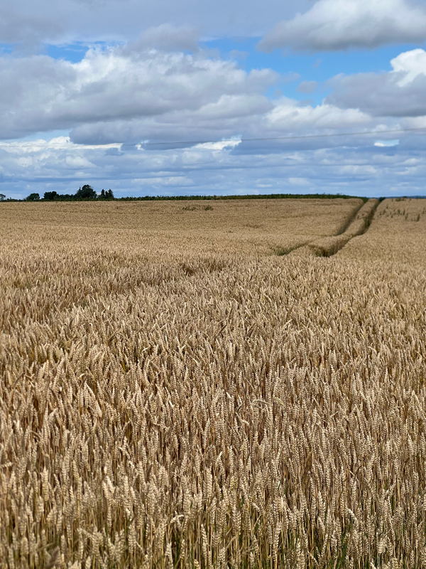Spuren im Kornfeld