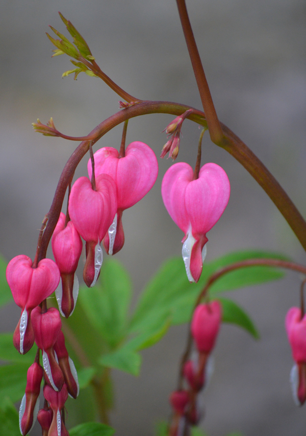 Tr&auml;nende Herzen