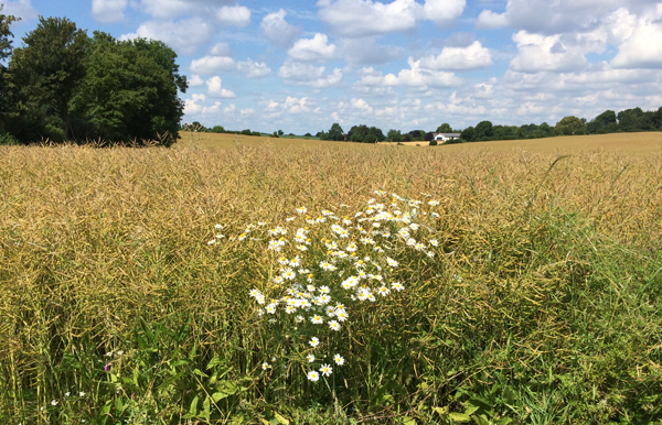Wegesrand mit Kamille