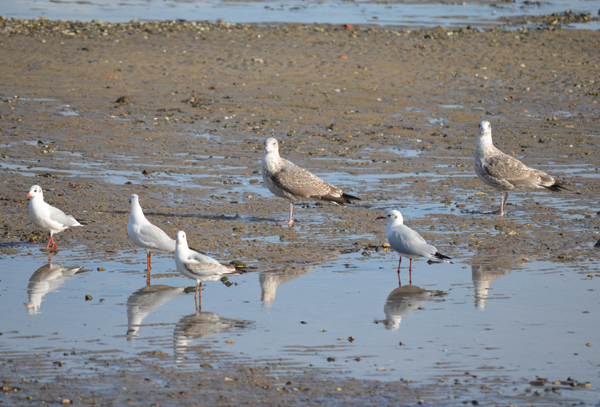 Wie eine Wattlandschaft
