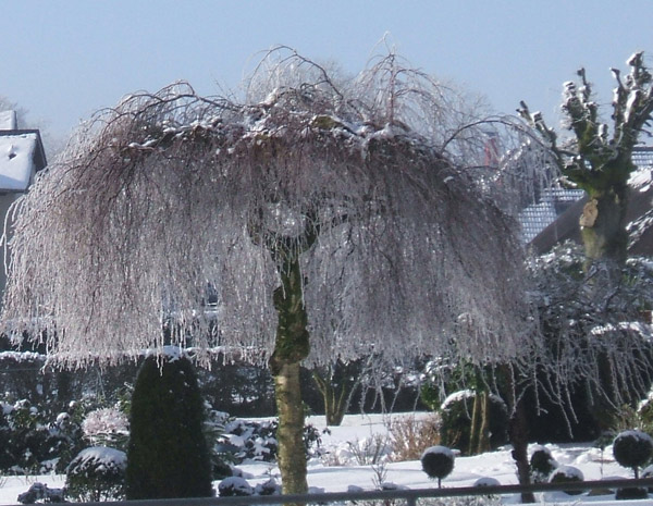 Winterbaum Januar 2015