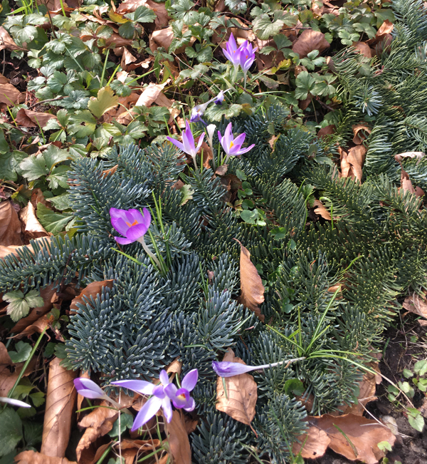 Frühlingsblumen