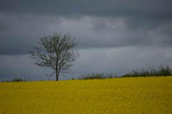 dunkle Wolken und Raps